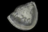 Wide, Enrolled Isotelus Trilobite - Mt Orab, Ohio #115251-2